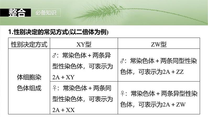 第五单元　第二十八课时　伴性遗传和人类遗传病-2025年高考生物大一轮复习（课件+讲义+练习）07