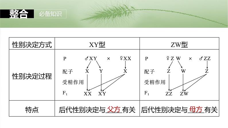 第五单元　第二十八课时　伴性遗传和人类遗传病-2025年高考生物大一轮复习（课件+讲义+练习）08