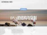第六单元　第三十课时　DNA的结构与复制-2025年高考生物大一轮复习（课件+讲义+练习）