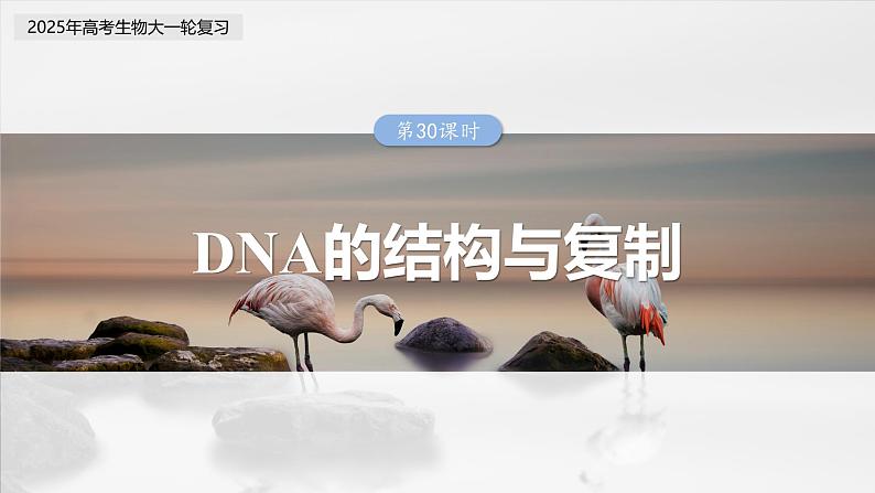 第六单元　第三十课时　DNA的结构与复制-2025年高考生物大一轮复习（课件+讲义+练习）03