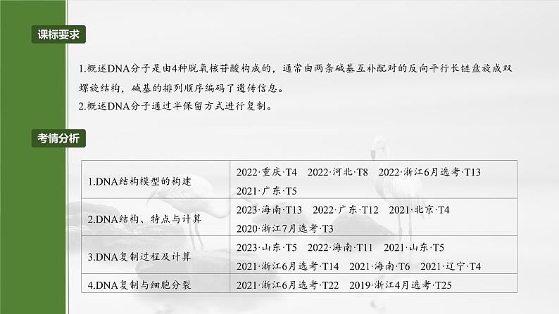 第六单元　第三十课时　DNA的结构与复制-2025年高考生物大一轮复习（课件+讲义+练习）04