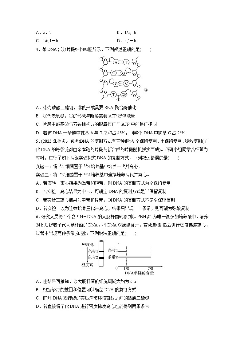 第六单元　课时练30  DNA的结构与复制-2025年高考生物大一轮复习（课件+讲义+练习）专练第2页