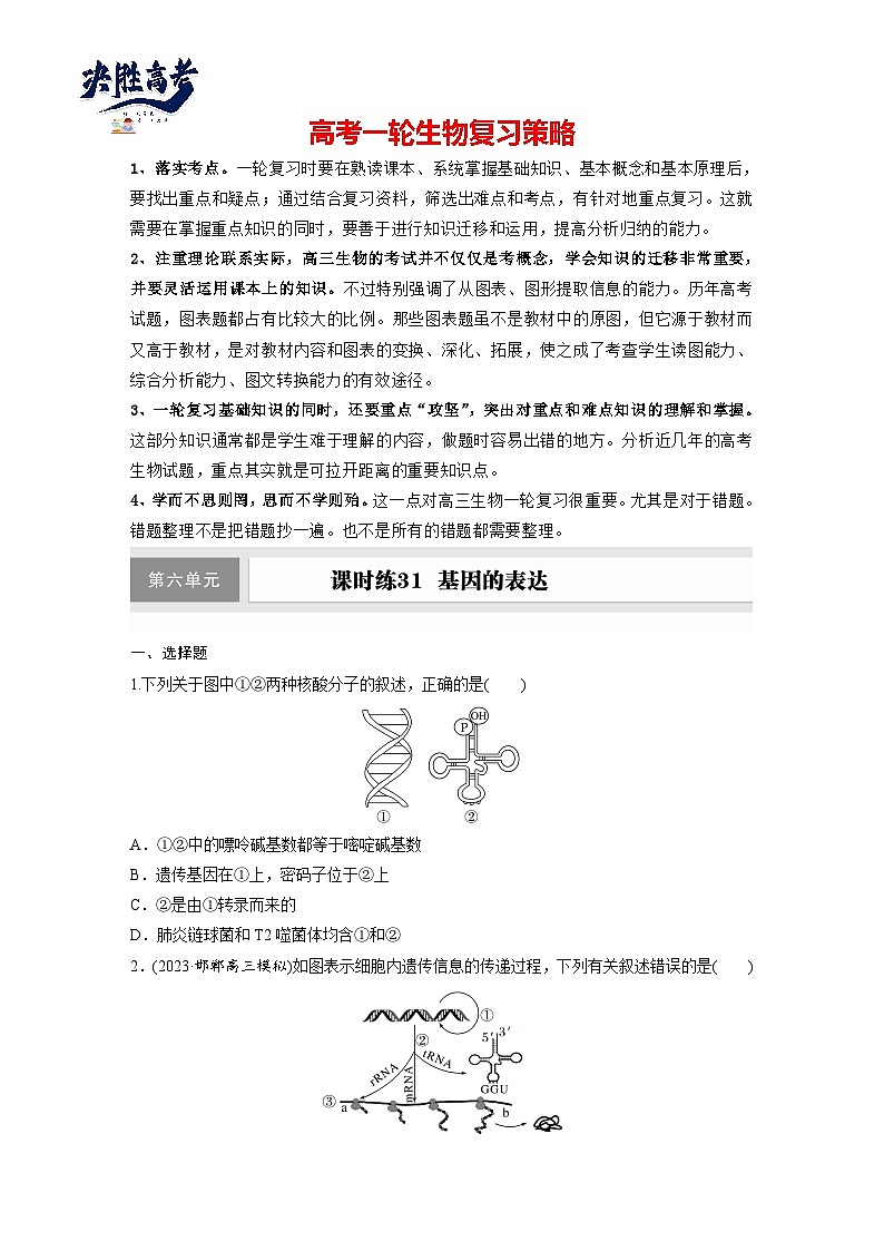 第六单元　第31课时　基因的表达-2025年高考生物大一轮复习（课件+讲义+练习）01