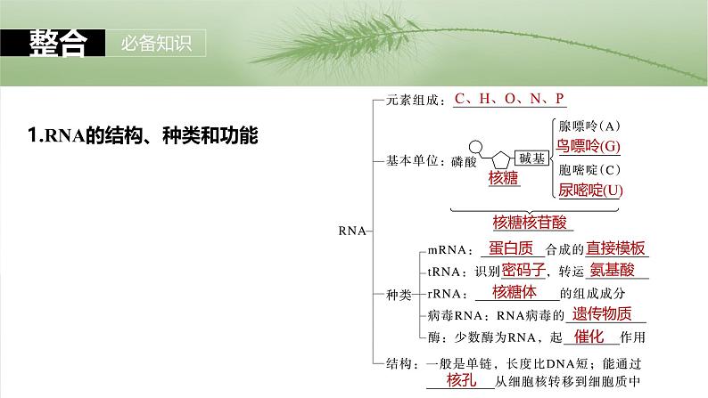 第六单元　第31课时　基因的表达-2025年高考生物大一轮复习（课件+讲义+练习）07