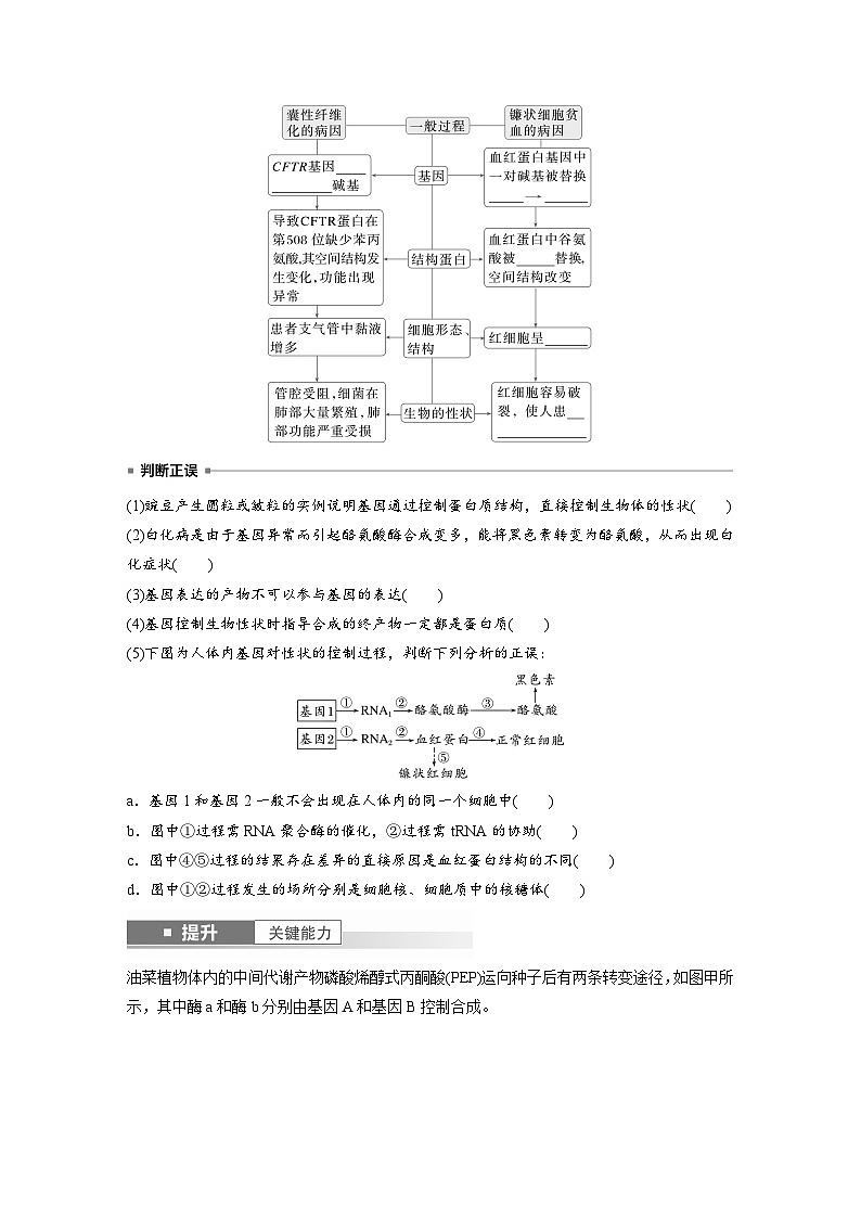 第六单元　第32课时　基因表达与性状的关系-2025年高考生物大一轮复习（课件+讲义+练习）学生版第3页