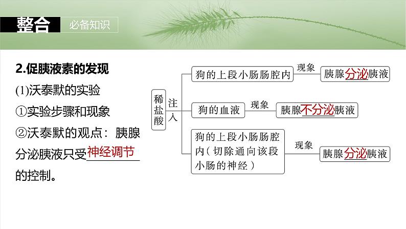 第八单元　第40课时　激素与内分泌调节及激素调节的过程-2025年高考生物大一轮复习（课件+讲义+练习）08