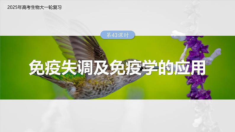 第八单元　第43课时　免疫失调及免疫学的应用-2025年高考生物大一轮复习（课件+讲义+练习）03