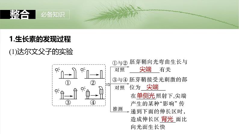 第八单元　第44课时　植物生长素-2025年高考生物大一轮复习（课件+讲义+练习）07