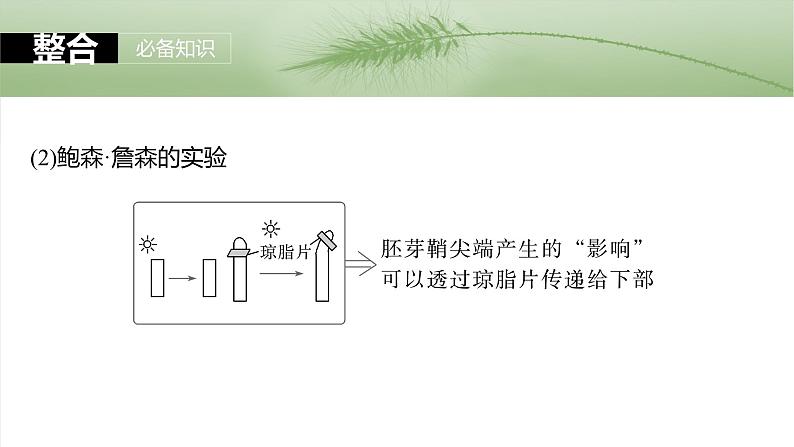 第八单元　第44课时　植物生长素-2025年高考生物大一轮复习（课件+讲义+练习）08