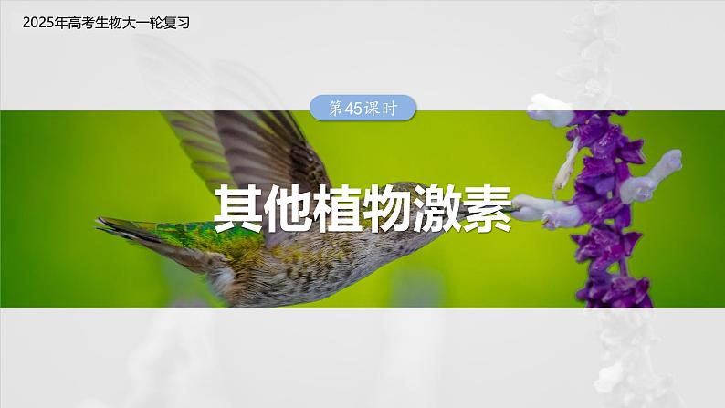 第八单元　第45课时　其他植物激素-2025年高考生物大一轮复习（课件+讲义+练习）03