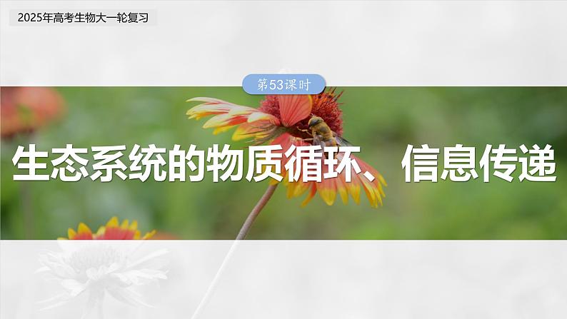 第九单元　第53课时　生态系统的物质循环、信息传递-2025年高考生物大一轮复习（课件+讲义+练习）03