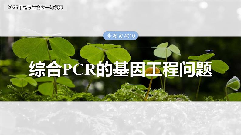 第十单元　专题突破10　综合PCR的基因工程问题-2025年高考生物大一轮复习（课件+讲义+练习）03