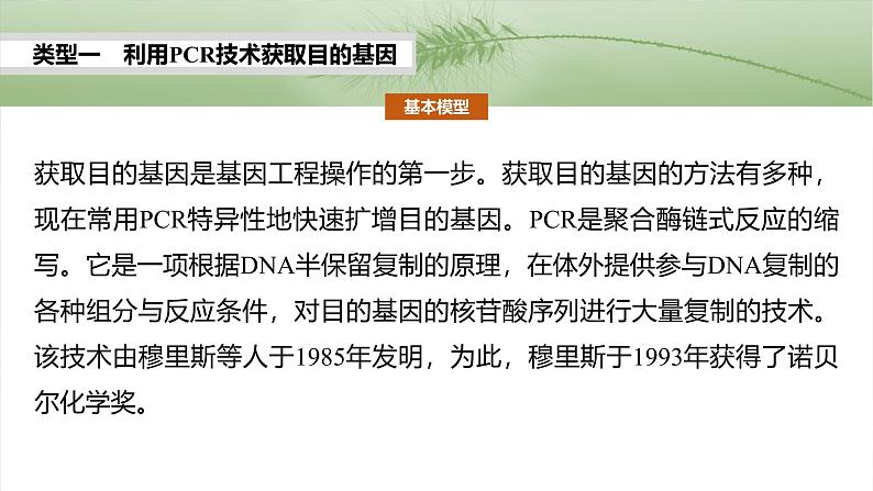 第十单元　专题突破10　综合PCR的基因工程问题-2025年高考生物大一轮复习（课件+讲义+练习）05