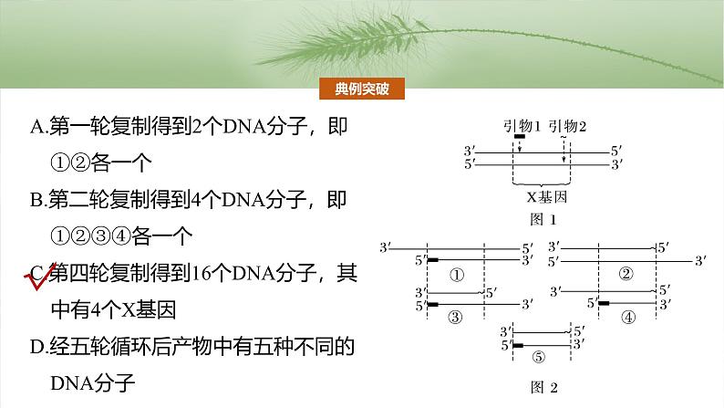 第十单元　专题突破10　综合PCR的基因工程问题-2025年高考生物大一轮复习（课件+讲义+练习）07