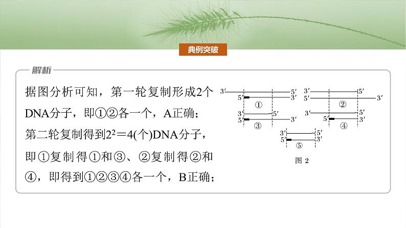 第十单元　专题突破10　综合PCR的基因工程问题-2025年高考生物大一轮复习（课件+讲义+练习）08