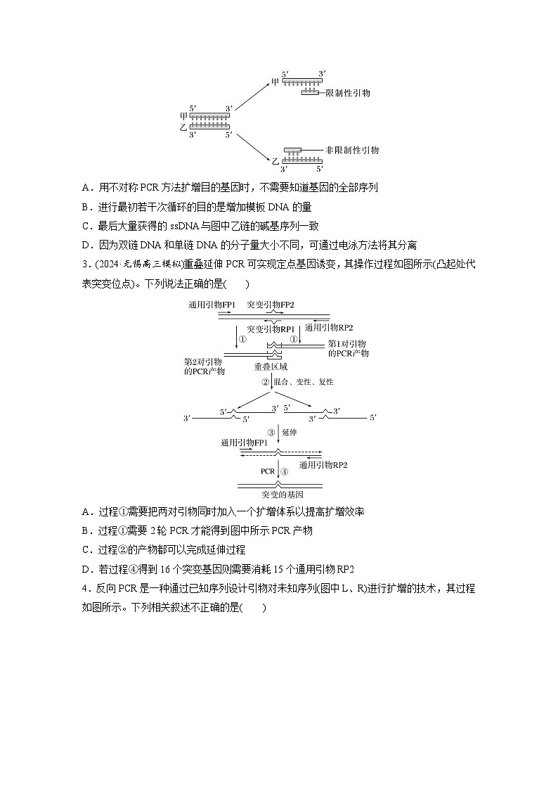 第十单元　专题突破10　综合PCR的基因工程问题-2025年高考生物大一轮复习（课件+讲义+练习）02