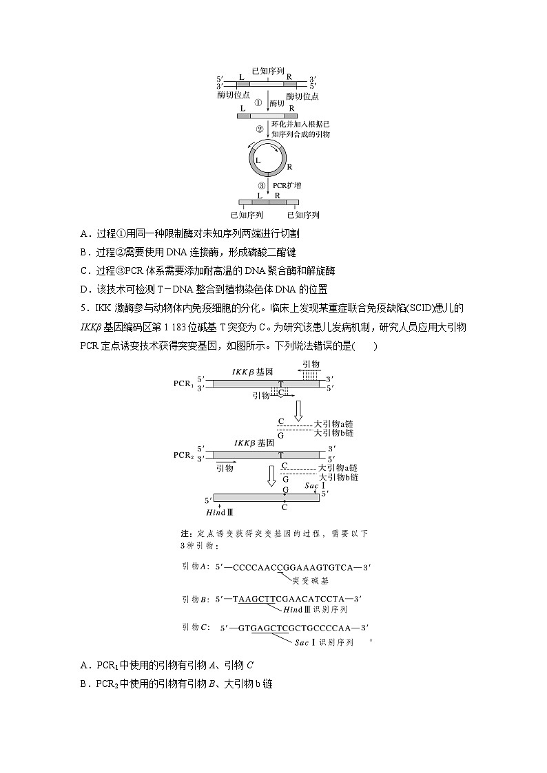 第十单元　专题突破10　综合PCR的基因工程问题-2025年高考生物大一轮复习（课件+讲义+练习）03