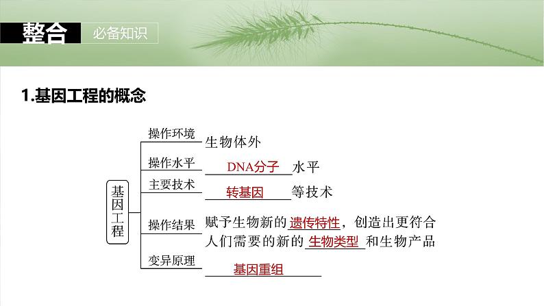 第十单元　第61课时　基因工程的基本工具和基本操作程序-2025年高考生物大一轮复习（课件+讲义+练习）07