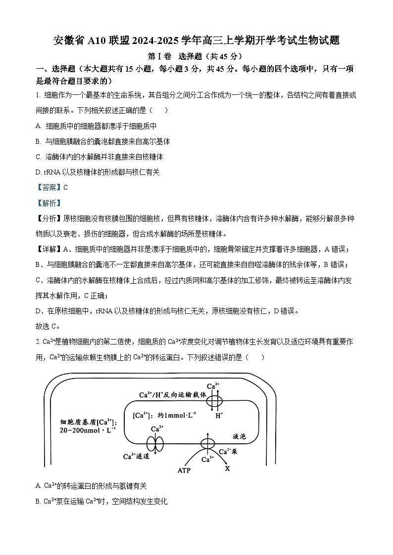 安徽省A10联盟2024-2025学年高三上学期开学考试生物试题（解析版）01