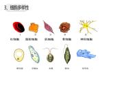 1.1+细胞是生命活动的基本单位课件【新教材】人教版（2019）高中生物 必修一