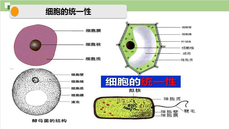 1.1+细胞是生命活动的基本单位课件【新教材】人教版（2019）高中生物 必修一08