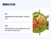 3.2+细胞器之间的分工合作课件