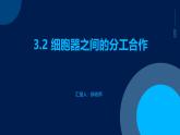 3.2+细胞器之间的分工合作课件