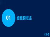 3.1+细胞膜的结构和功能课件