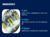 3.1+细胞膜的结构和功能课件