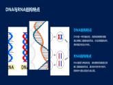 2.5+核酸是遗传信息的携带者课件