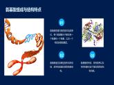 2.4蛋白质是生命活动的主要承担者课件