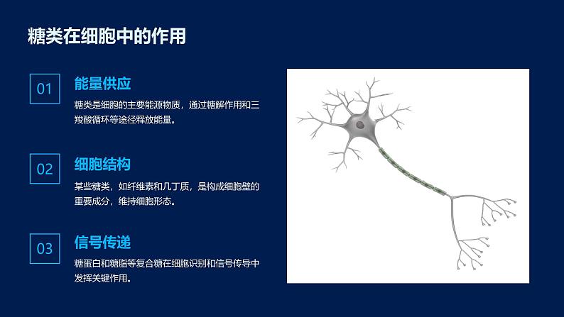 2.3细胞中的糖类和脂质课件06