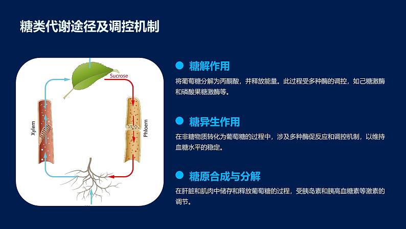 2.3细胞中的糖类和脂质课件07