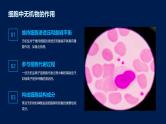 2.2细胞中的无机物课件