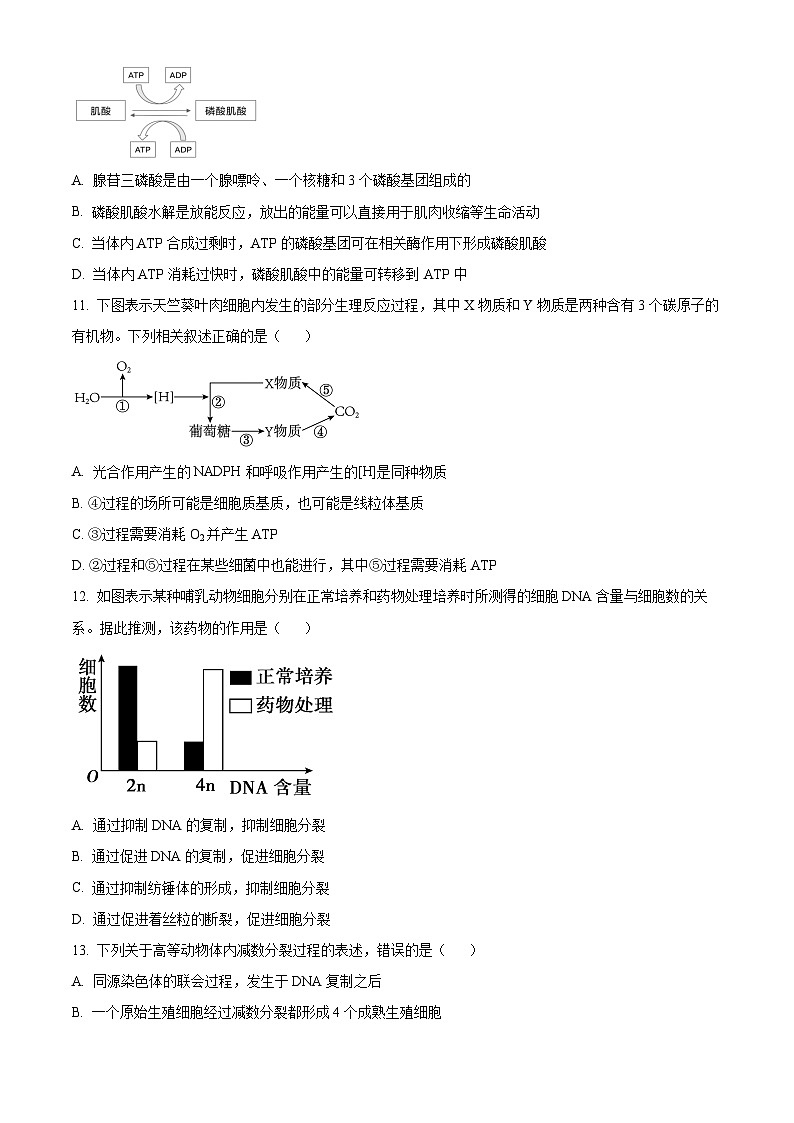 甘肃省民勤县第一中学2024-2025学年高二上学期开学考试生物试题（原卷版）第3页