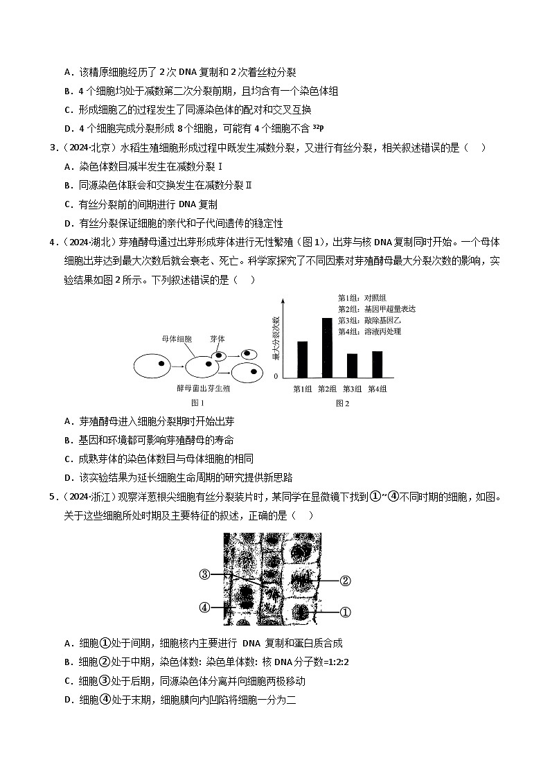 三年（2022-2024）高考生物真题分类汇编（全国通用）专题04 细胞的增殖和生命历程（原卷版）02