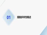 高中生物学必修1分子与细胞-第1章走近细胞-第2节细胞的多样性和统一性课件