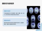 高中生物学必修1分子与细胞-第1章走近细胞-第2节细胞的多样性和统一性课件