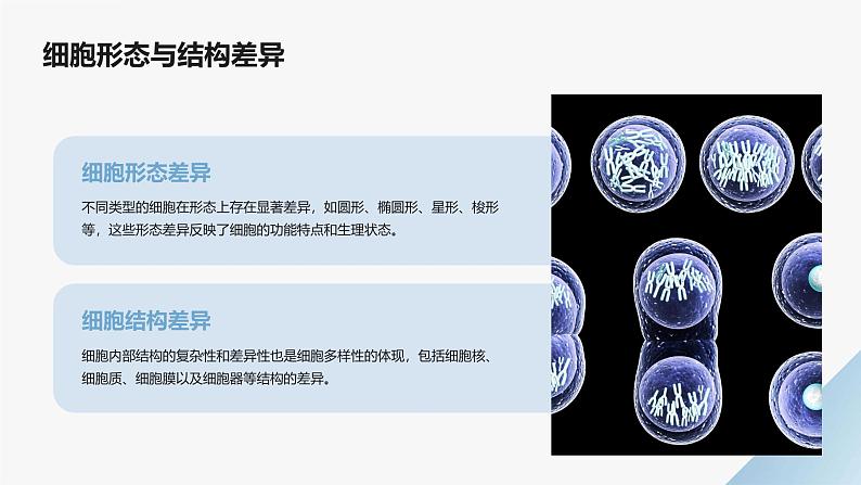 高中生物学必修1分子与细胞-第1章走近细胞-第2节细胞的多样性和统一性课件04