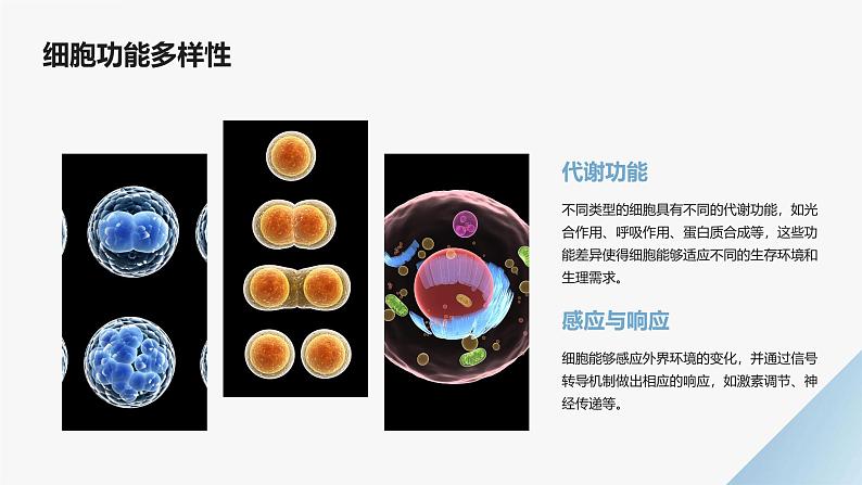 高中生物学必修1分子与细胞-第1章走近细胞-第2节细胞的多样性和统一性课件05