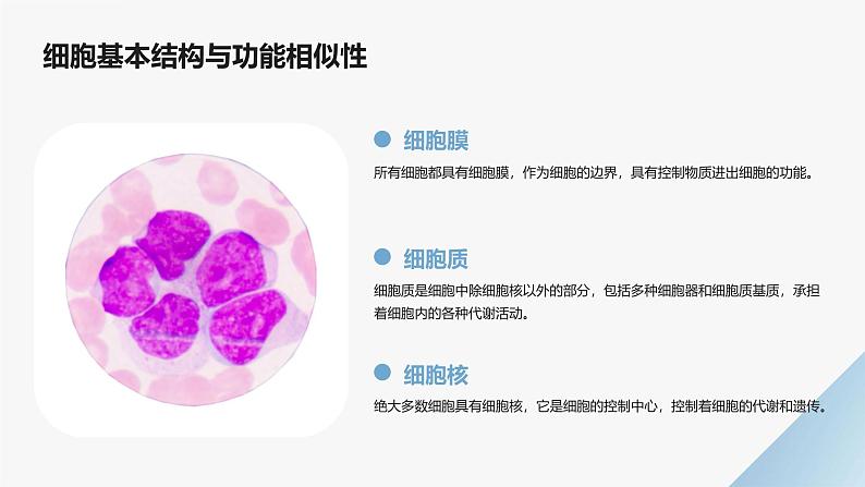 高中生物学必修1分子与细胞-第1章走近细胞-第2节细胞的多样性和统一性课件08