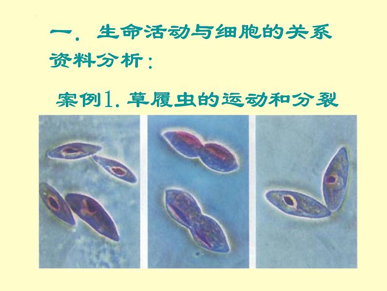 人教版 (新课标)必修1《分子与细胞》 1.1从生物圈到细胞课件07