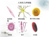 人教版 (新课标)必修1《分子与细胞》 1.2细胞的多样性和统一性课件