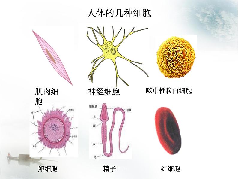 人教版 (新课标)必修1《分子与细胞》 1.2细胞的多样性和统一性课件03