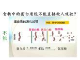 人教版 (新课标)必修1《分子与细胞》 2.2生命活动的主要承担者---蛋白质课件