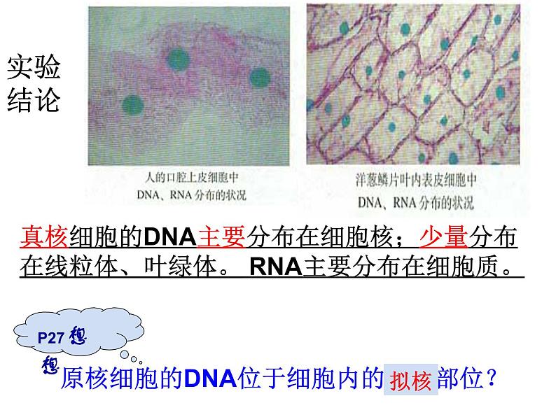 人教版 (新课标)必修1《分子与细胞》 2.3遗传信息的携带者--核酸课件08