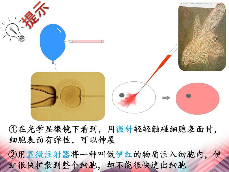 人教版 (新课标)必修1《分子与细胞》 3.1  细胞膜——系统的边界  课件07