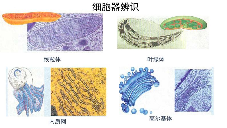 人教版 (新课标)必修1《分子与细胞》 3.2细胞器-系统内的分工合作（共2课时）课件02