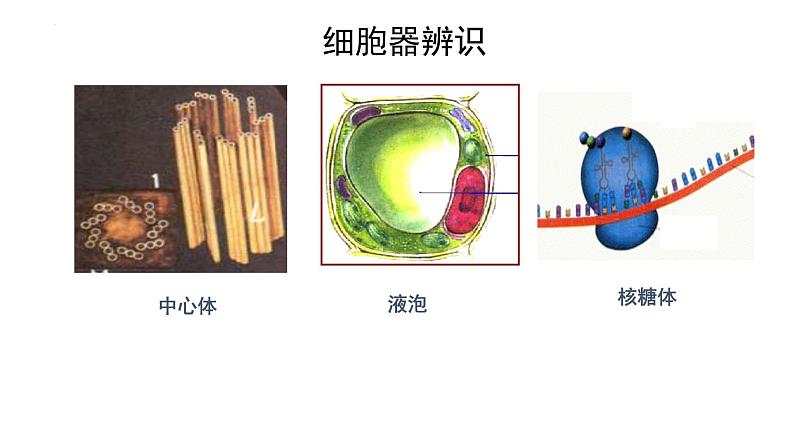 人教版 (新课标)必修1《分子与细胞》 3.2细胞器-系统内的分工合作（共2课时）课件03