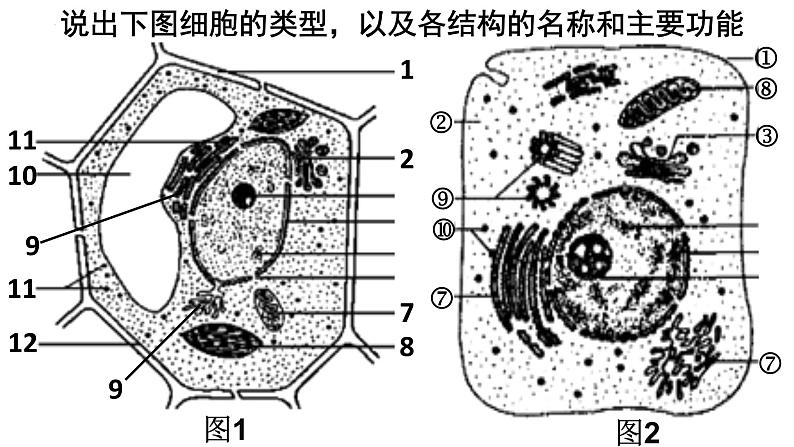 人教版 (新课标)必修1《分子与细胞》 3.2细胞器-系统内的分工合作（共2课时）课件04